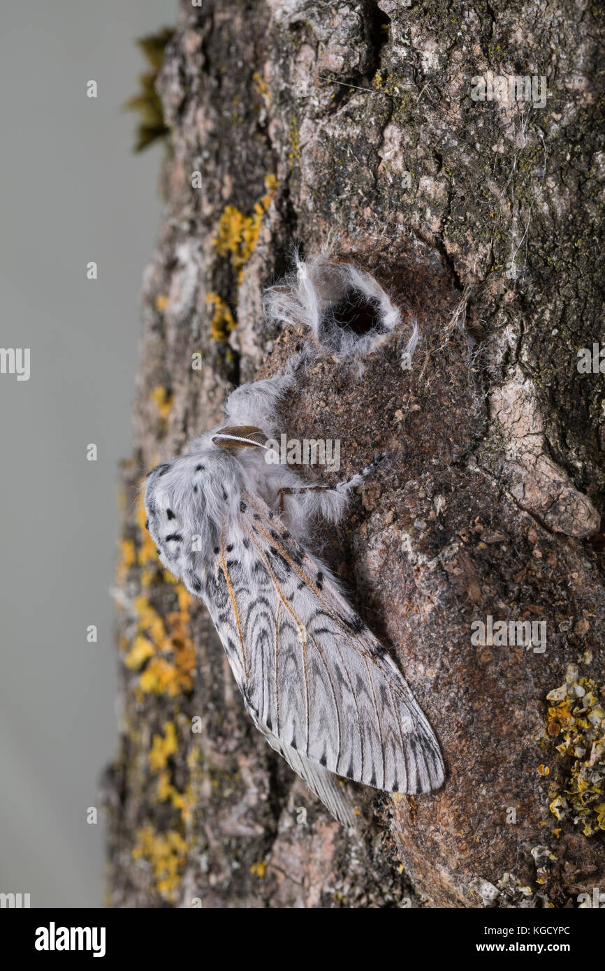 Großer Gabelschwanz, frisch geschlüpfter Falter am Kokon, Puppenkokon, Cerura vinula, Diclanura vinula, puss Moth, la Queue fourchue, Vinule, Grande h Foto Stock