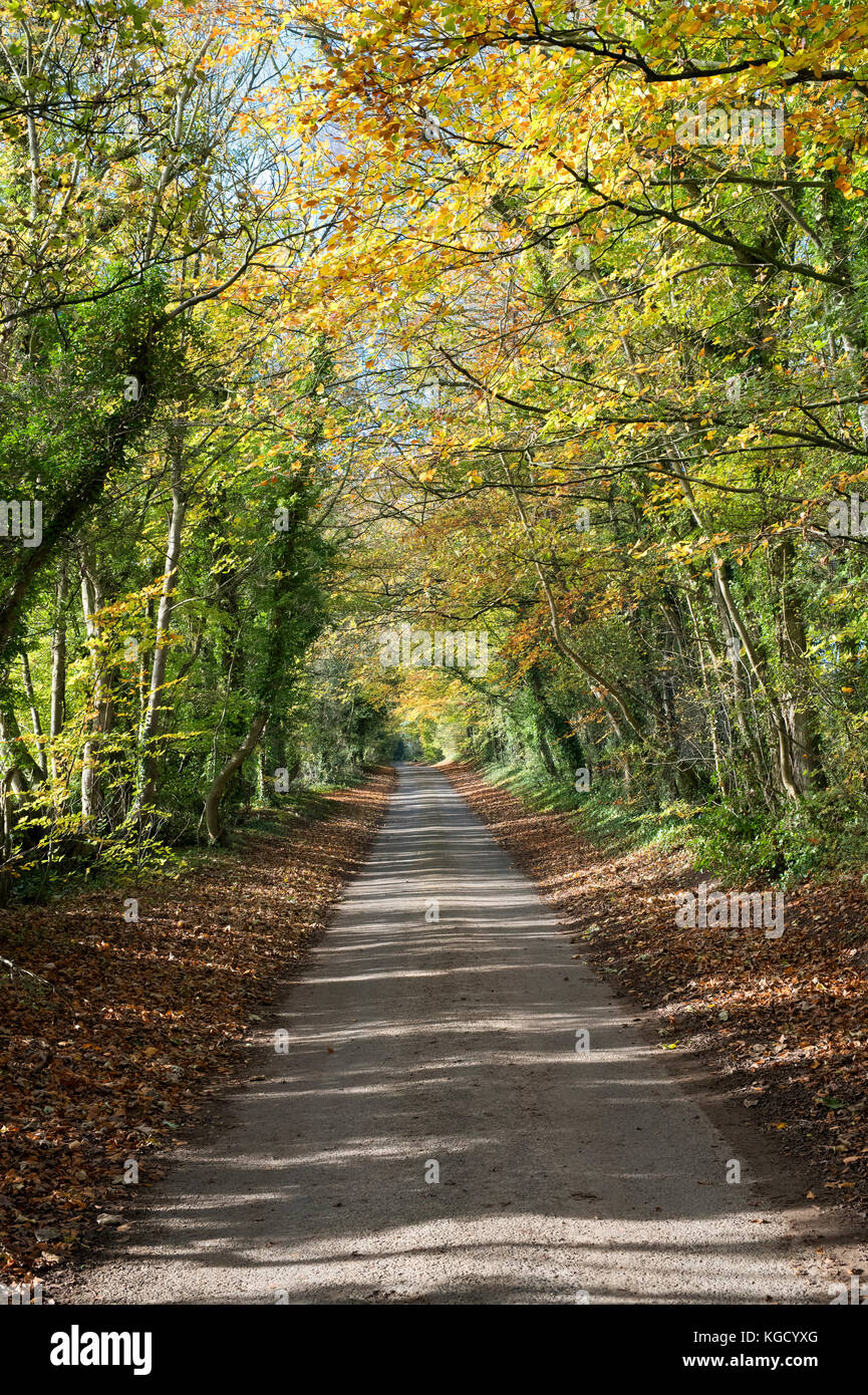 Fagus sylvatica. Avenue di autunno faggi in Broadwell, Cotswolds, Gloucestershire, Inghilterra Foto Stock