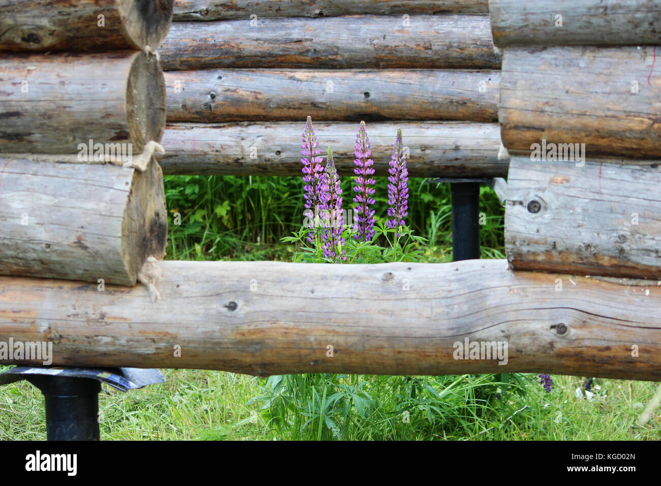 Montaggio di un telaio in legno e la costruzione di una casa. la russia. La texture di vecchi tronchi di legno, lupino viola e fori per il futuro porta Foto Stock