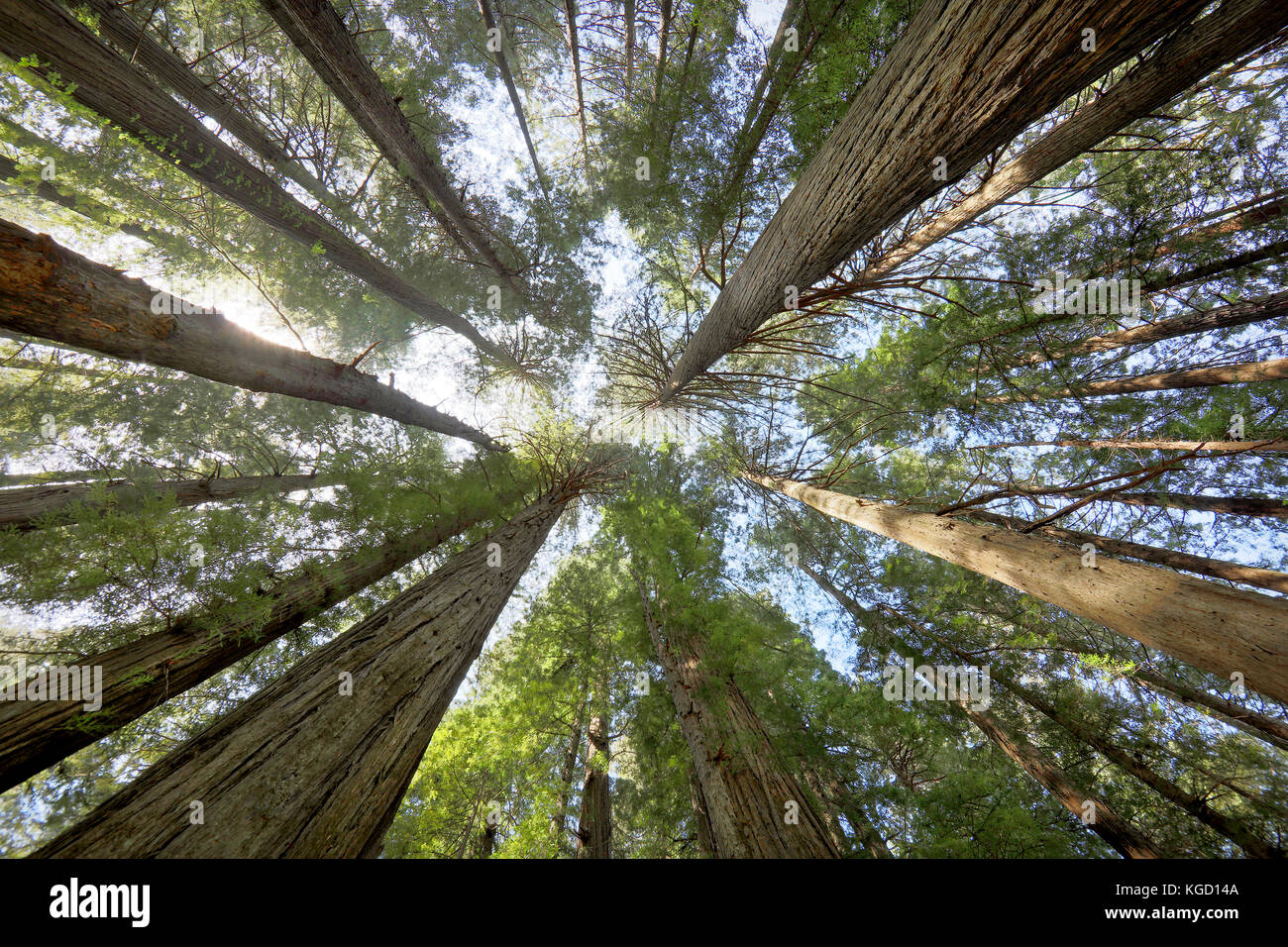 Redwood giganti. Torreggianti alberi fotografato presso il viale dei giganti nel nord della California. Questa immagine fotografata high res 50mp con Canon 5Ds Foto Stock
