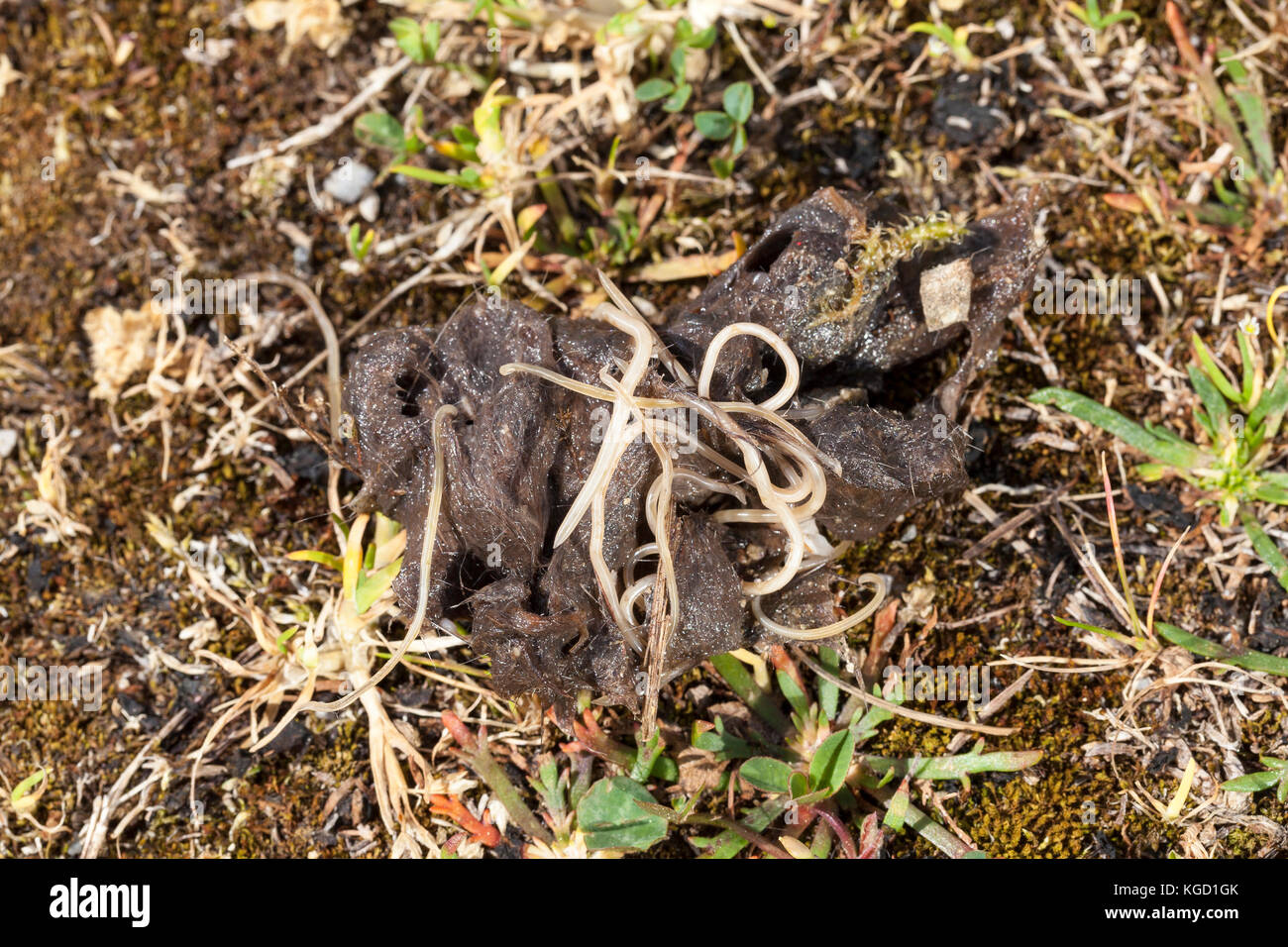 Grande palla di capelli da un giovane di gatti selvatici infestati con ascaris roundworms, un comune parassita intestinale worm. Il grande verme femmina nel centro era un Foto Stock