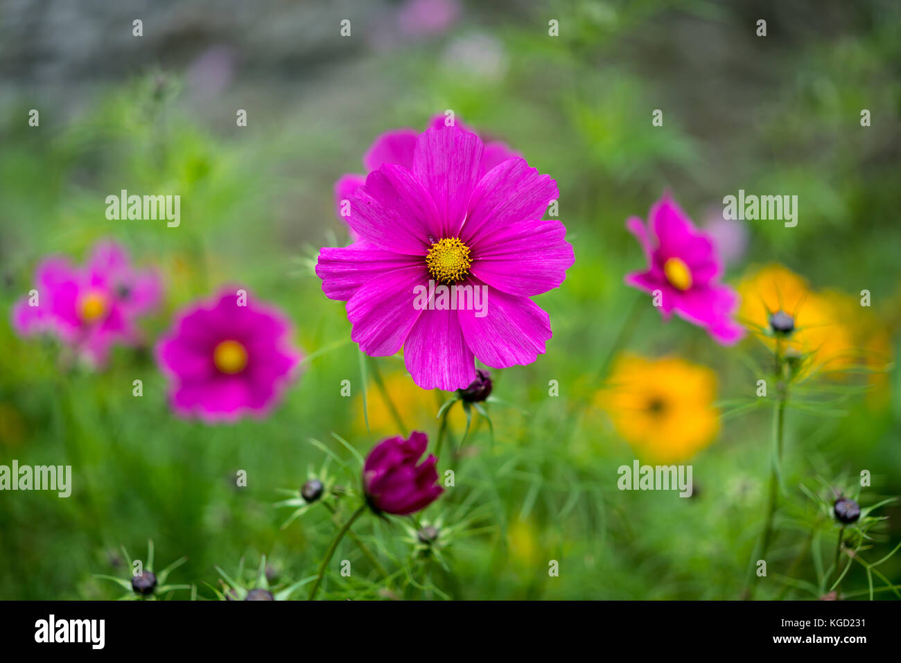 Un ritratto orizzontale di un bruscamente reso rosa / rosso cosmo fiore isolato di testa contro altri fiori e foglie verdi in questo grazioso giardino confine. Foto Stock