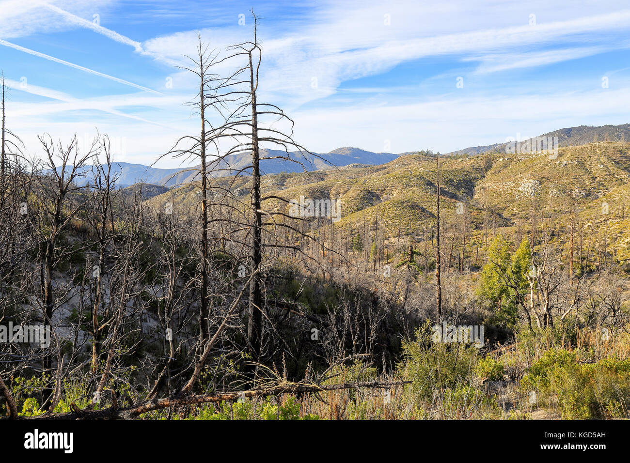 Una parte di angeles national forest recupero da un wildfire Foto Stock