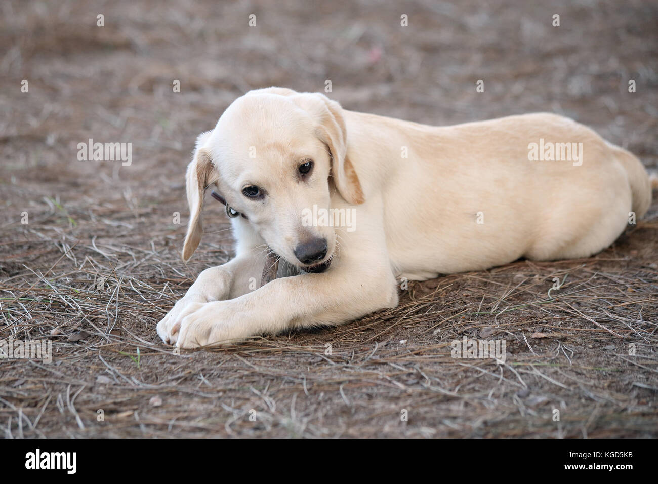 Il Labrador retriever cucciolo masticare un bastone a un cane park Foto Stock