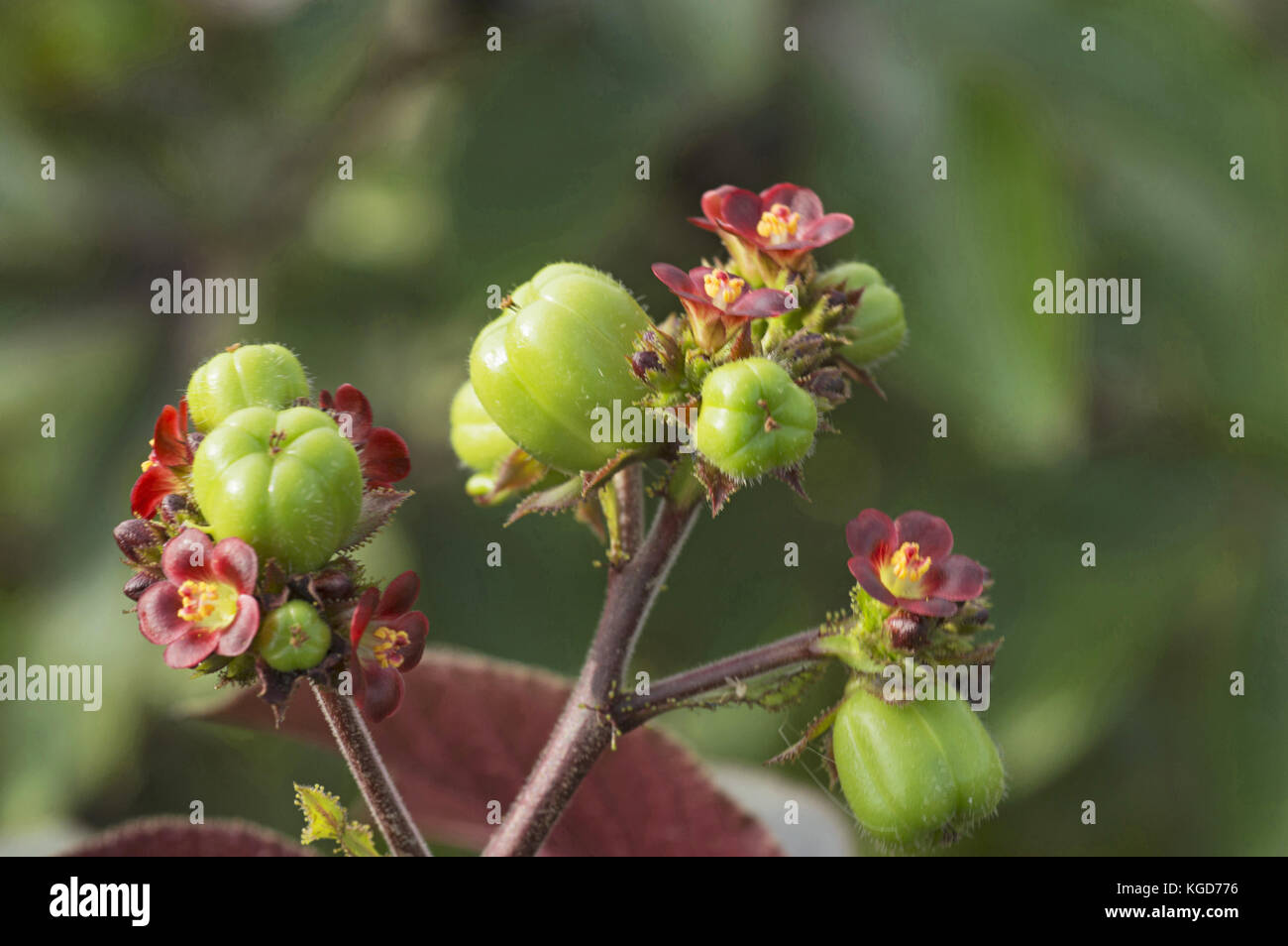Primo piano di piccoli fiori rossi, vicino a Pune, Maharashtra Foto Stock