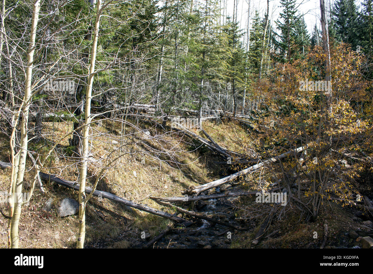 Un piccolo ruscello con una cascata che scorre attraverso il burrone. Foto Stock