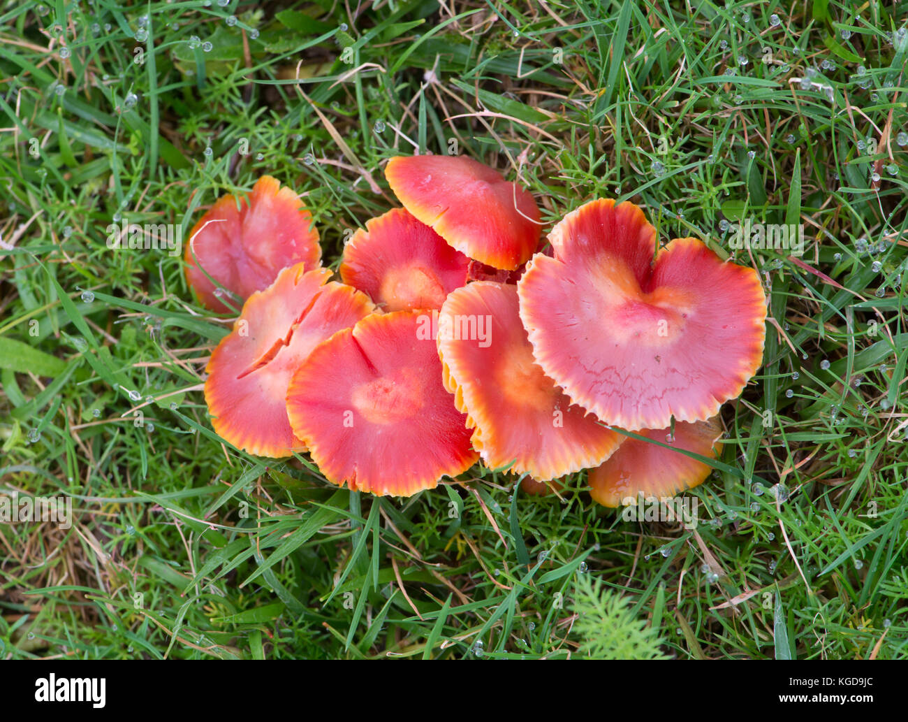 Crimson waxcap: hygrocybe punicea. sussex, Regno Unito Foto Stock