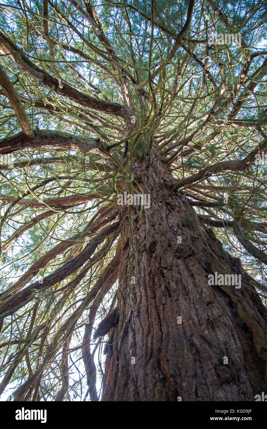 Sequoia gigante: Sequoiadendron giganteum. Foto Stock