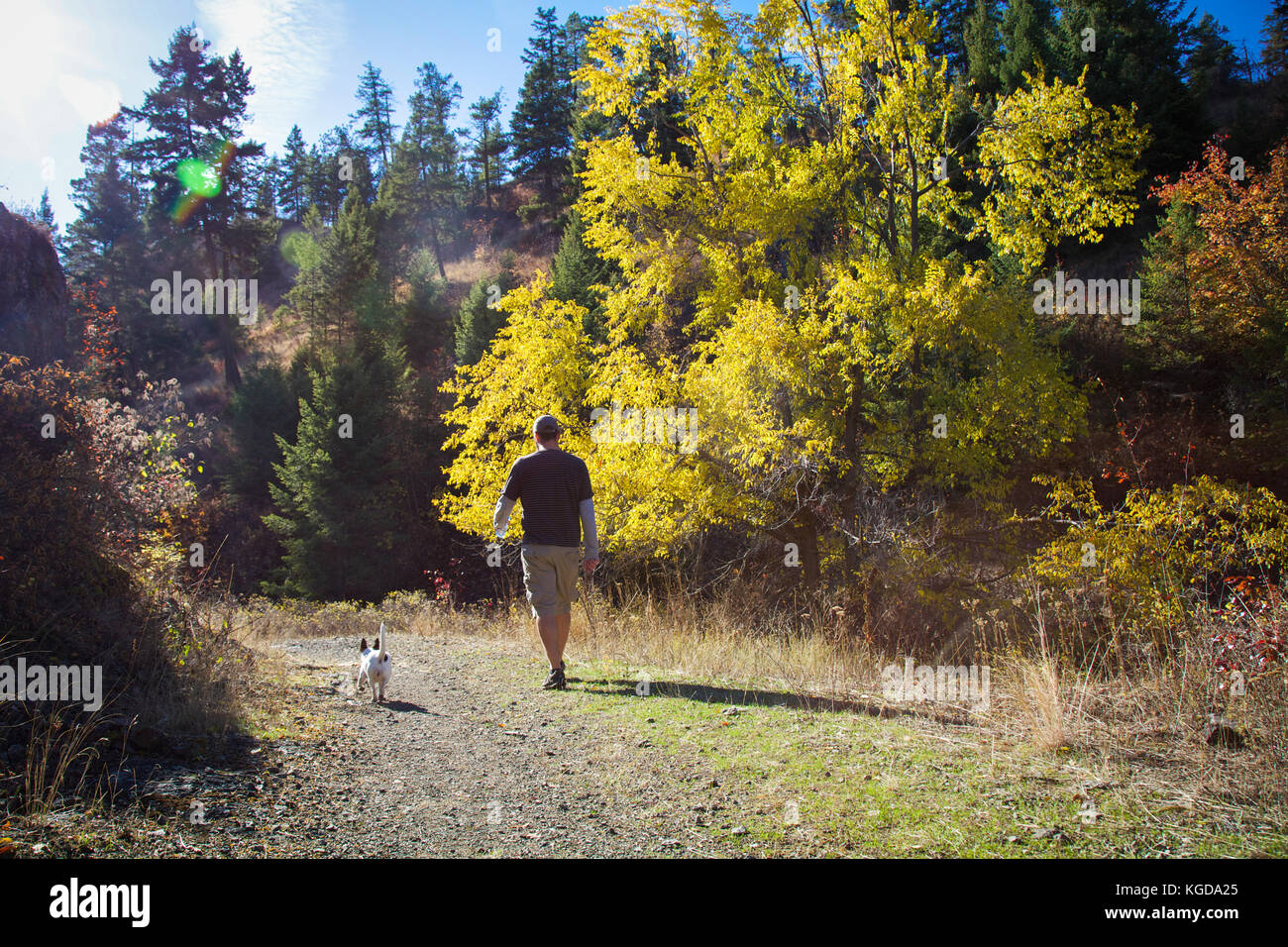 Uomo che cammina cane su un sentiero in un autunno foresta su una soleggiata giornata splendente Foto Stock