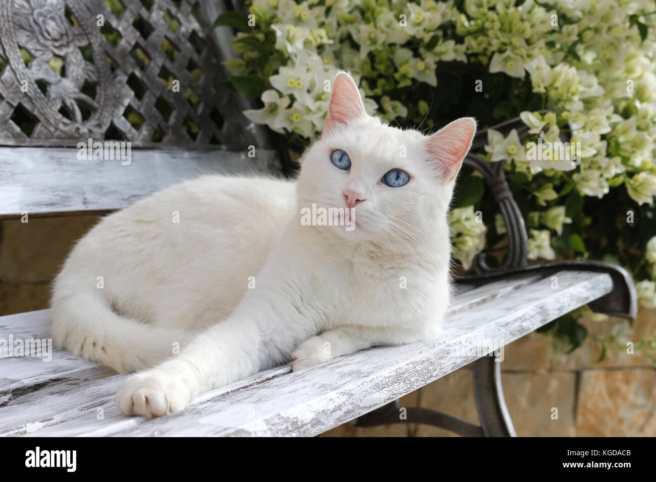 Gatto Bianco giacente su una panchina da giardino Foto Stock