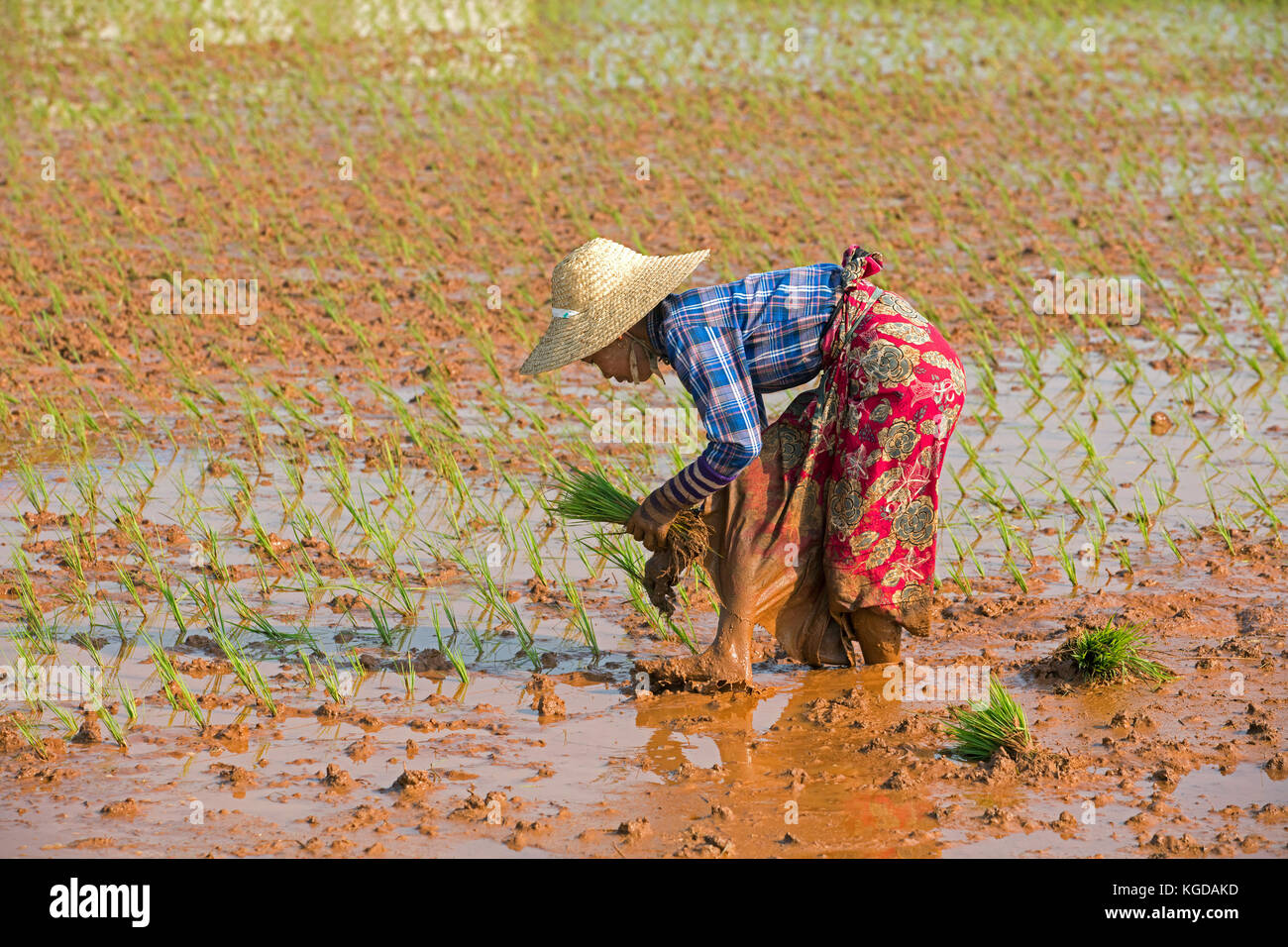 Donna birmano con un cappello di bambù, piantagione di piante di riso in umido campo di riso nel distretto di Taunggyi, stato shan, myanmar / BIRMANIA Foto Stock