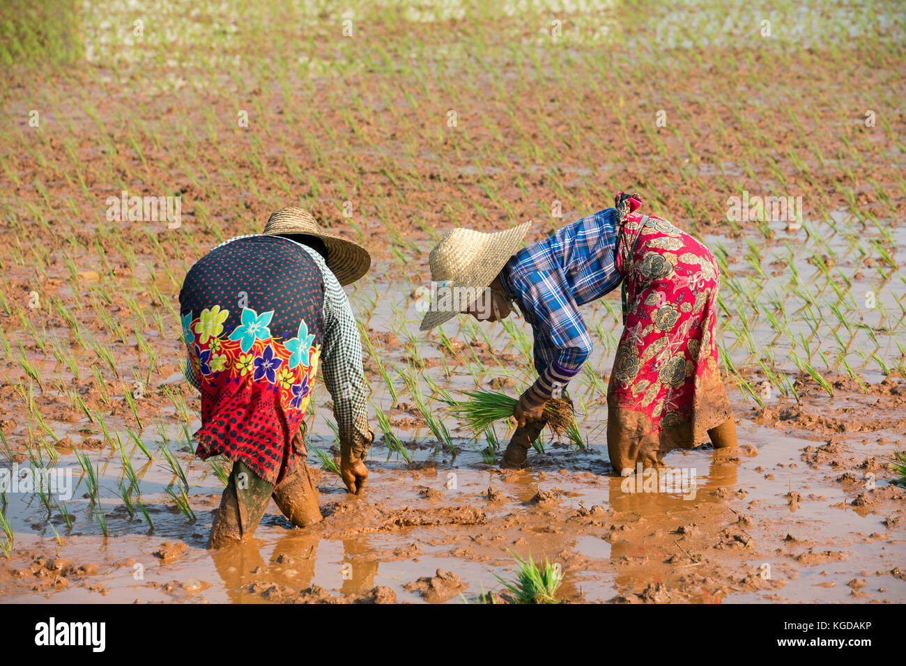 Due donne birmane con un bambù cappelli, piantagione di piante di riso in umido campo di riso nel distretto di Taunggyi, stato shan, myanmar / BIRMANIA Foto Stock