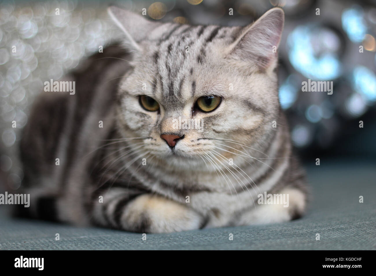 Bella pedigree cat - sparkle Foto Stock