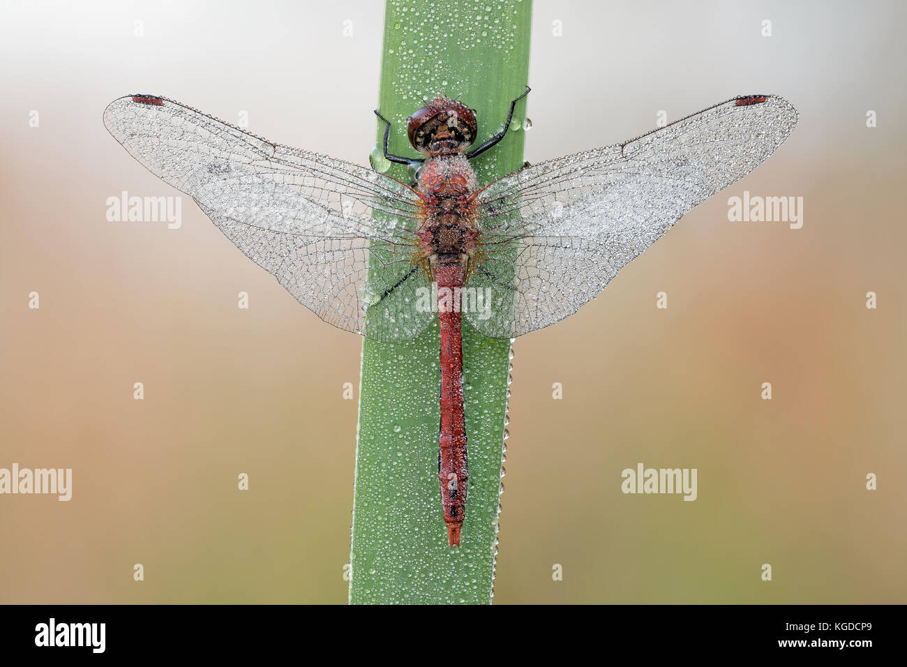 Heidelibelle di Blutrote / libellula rossa Foto Stock