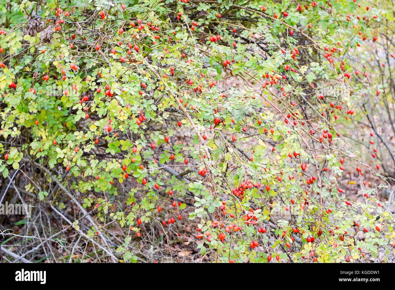 Hips bush con bacche mature. bacche di rosa canina su una boccola. frutti di rose selvatiche. spinosa rosa canina. rosso, rosa canina Foto Stock