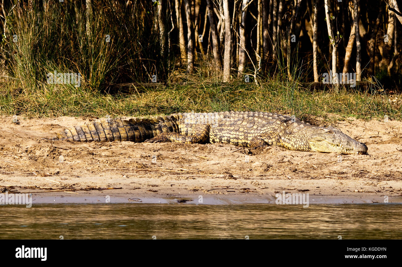 Un coccodrillo del Nilo (Crocodylus niloticus) poggia su di una banca in st. lucia estuary, sud africa. Foto Stock