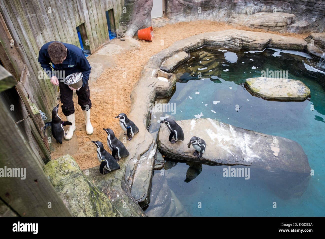 Ottobre 2017, pinguini Humboldt sono alimentati alla guarnizione di tenuta della Cornovaglia Santuario, Gweek, Cornwall, Regno Unito Foto Stock