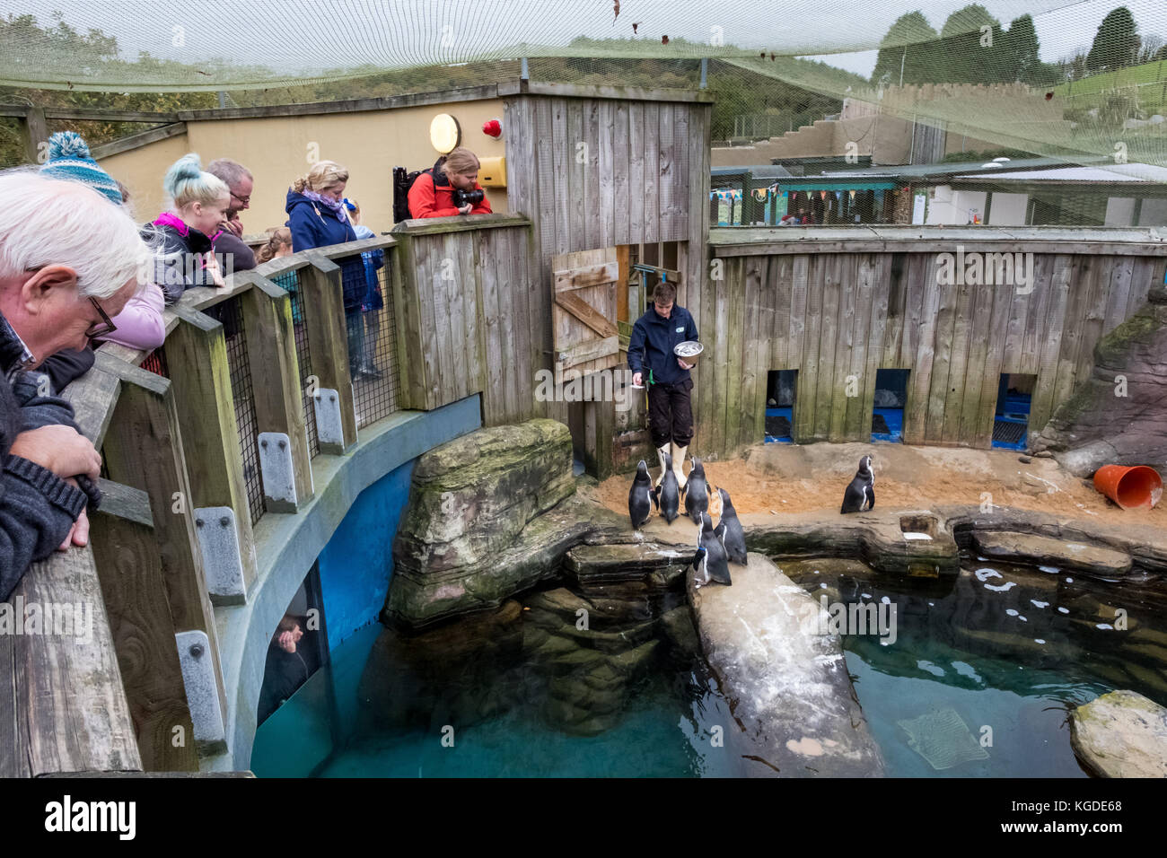 Ottobre 2017, pinguini Humboldt sono alimentati alla guarnizione di tenuta della Cornovaglia Santuario, Gweek, Cornwall, Regno Unito Foto Stock