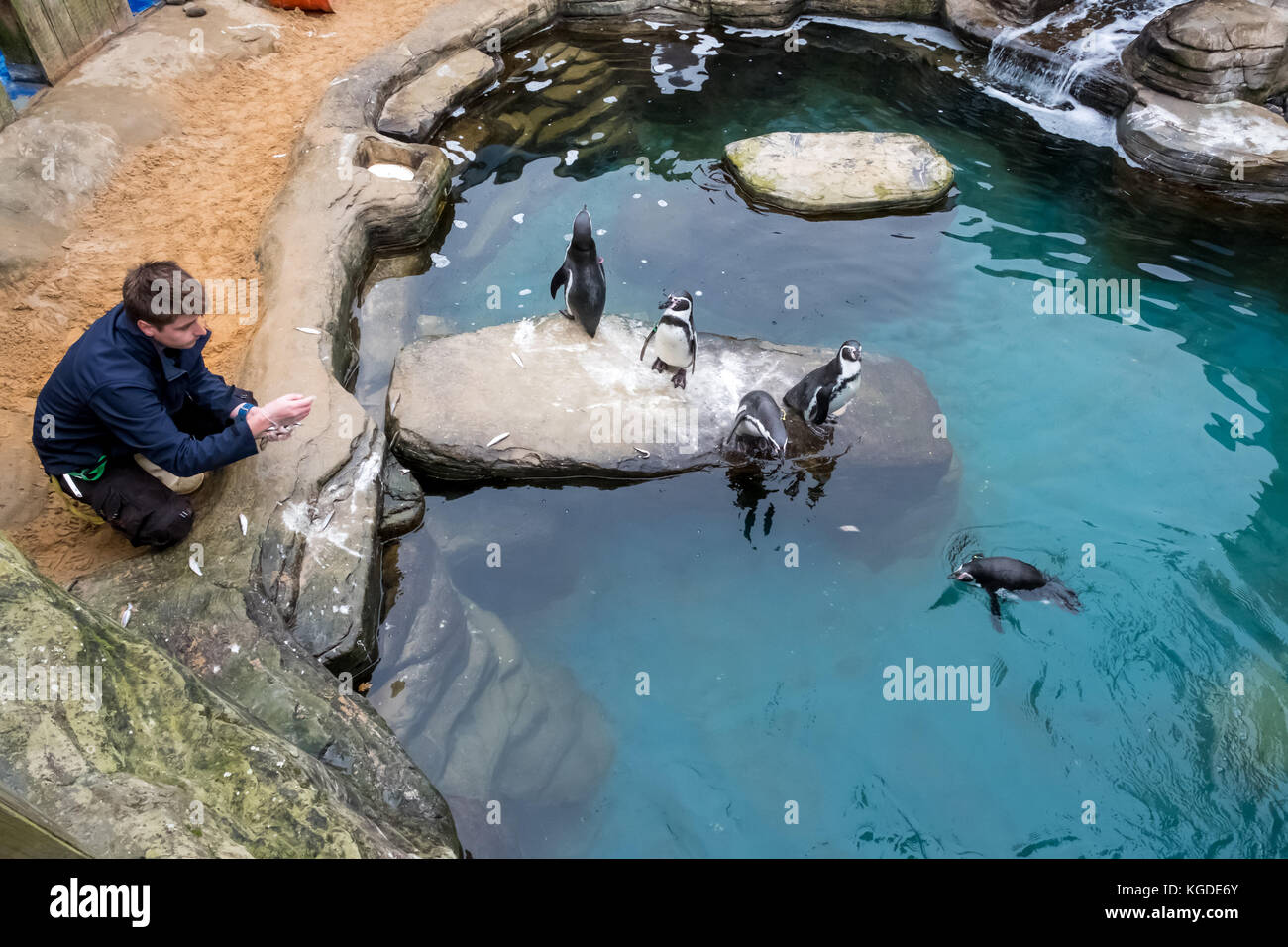 Ottobre 2017, pinguini Humboldt sono alimentati alla guarnizione di tenuta della Cornovaglia Santuario, Gweek, Cornwall, Regno Unito Foto Stock