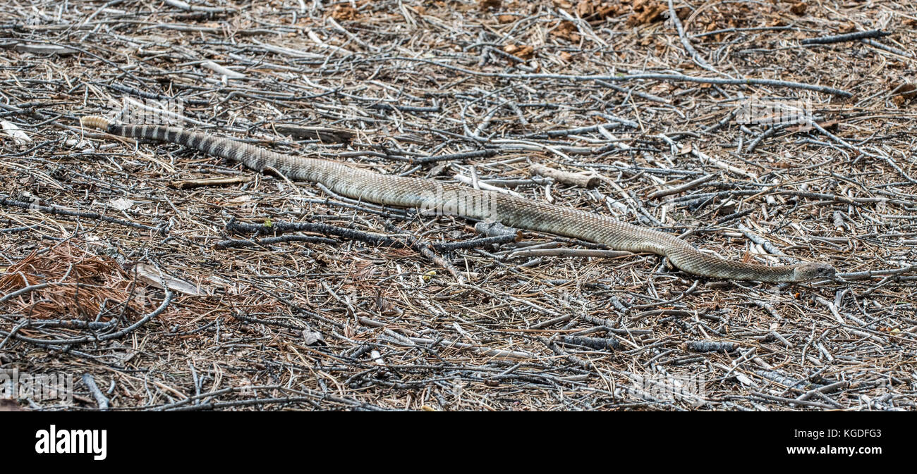 Un Pacifico settentrionale rattlesnake si snoda attraverso il terreno vicino a mezza cupola nel parco nazionale di Yosemite. Foto Stock