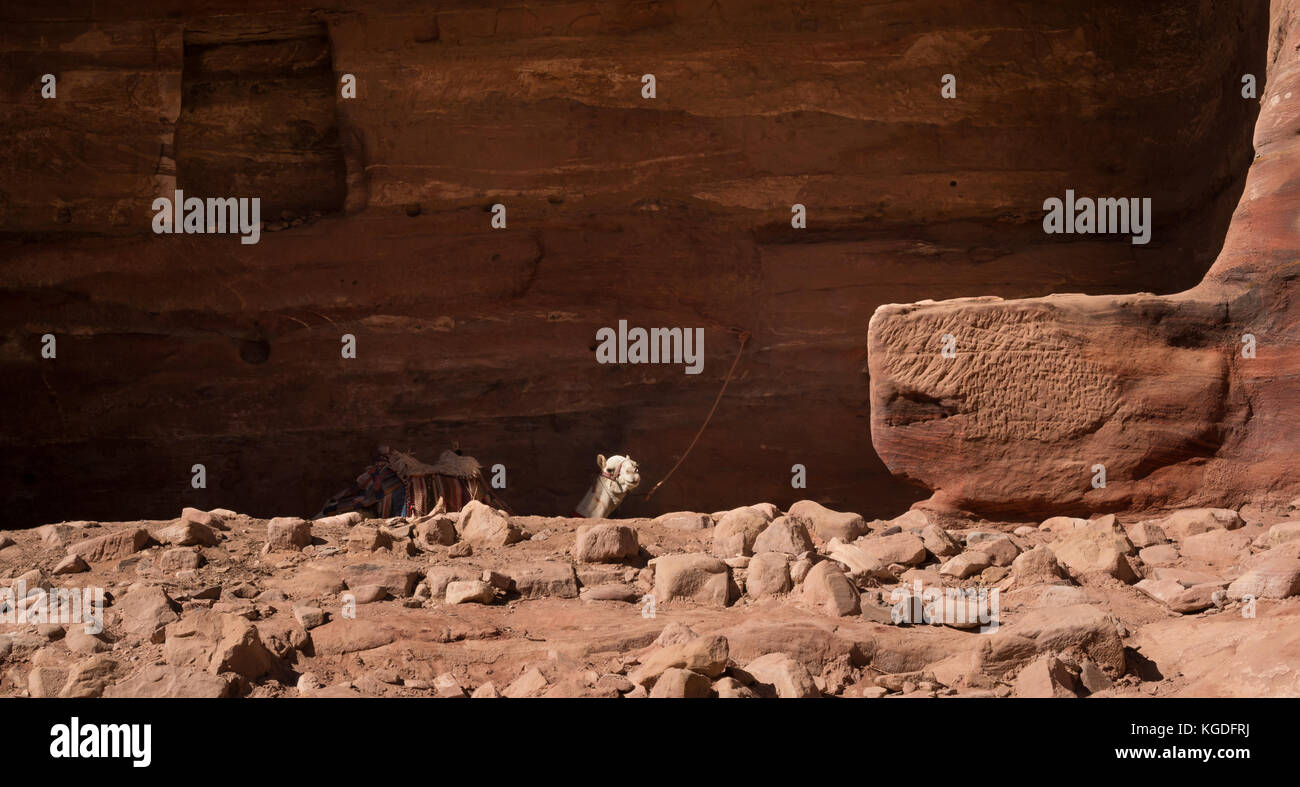 In attesa di cammello all'ombra di antiche scavate Nabataean tomba in Petra, Giordania, Medio Oriente Foto Stock