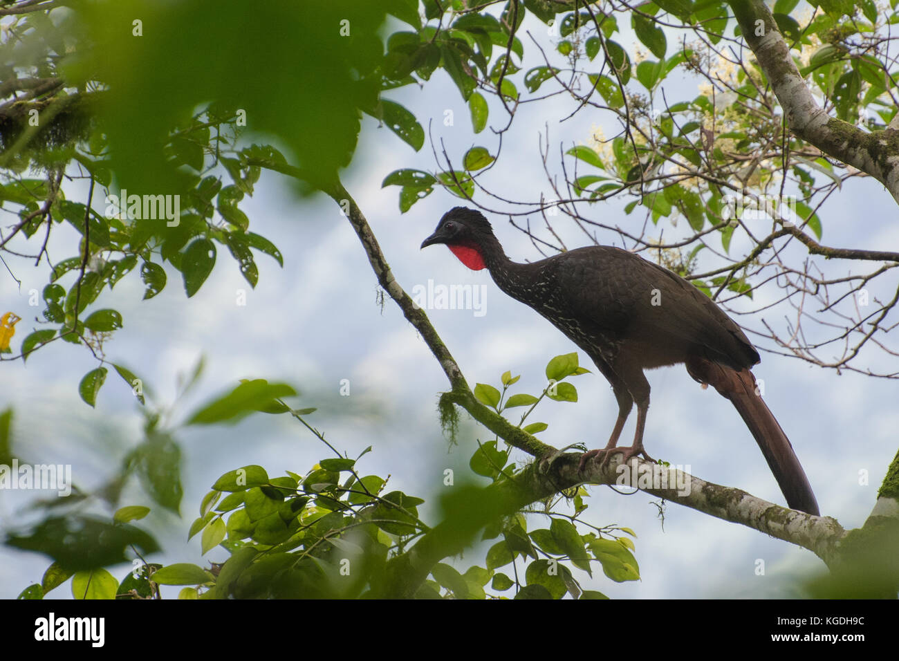 Un crested guan dalla provincia di el oro dell Ecuador. Questi grandi uccelli ricordano i tacchini. Foto Stock