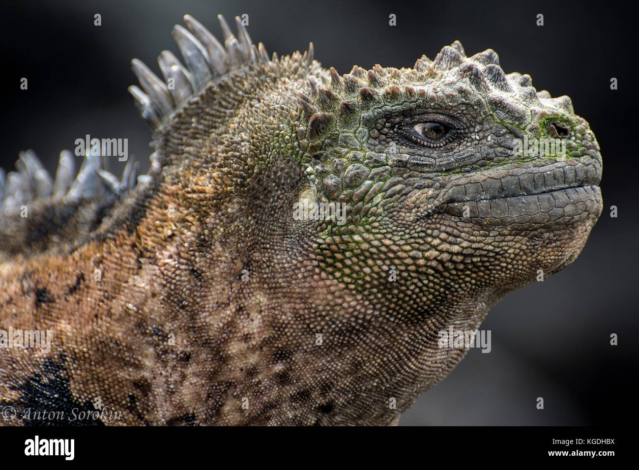 Un ritratto dell'endemica Iguana marina delle Galapagos. Foto Stock