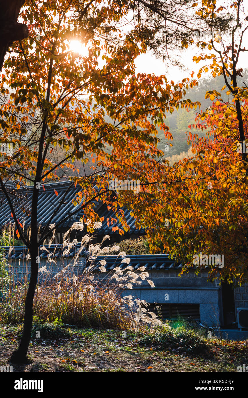 Foglie di autunno e di erba con il sole che splende attraverso. Foto Stock