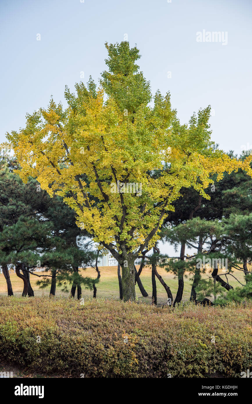 Un albero di Gingko che passa dalle foglie verdi alle foglie autunnali gialle Foto Stock