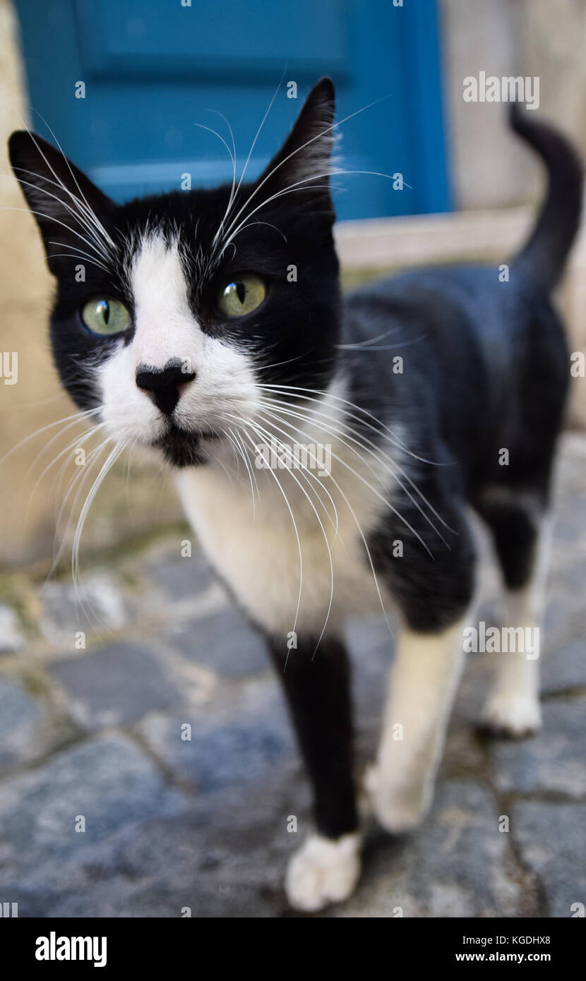 gatto curioso Foto Stock