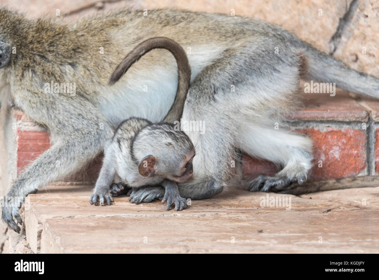 Baby Vervet Monkey (Cercopithecus aethiops) Foto Stock
