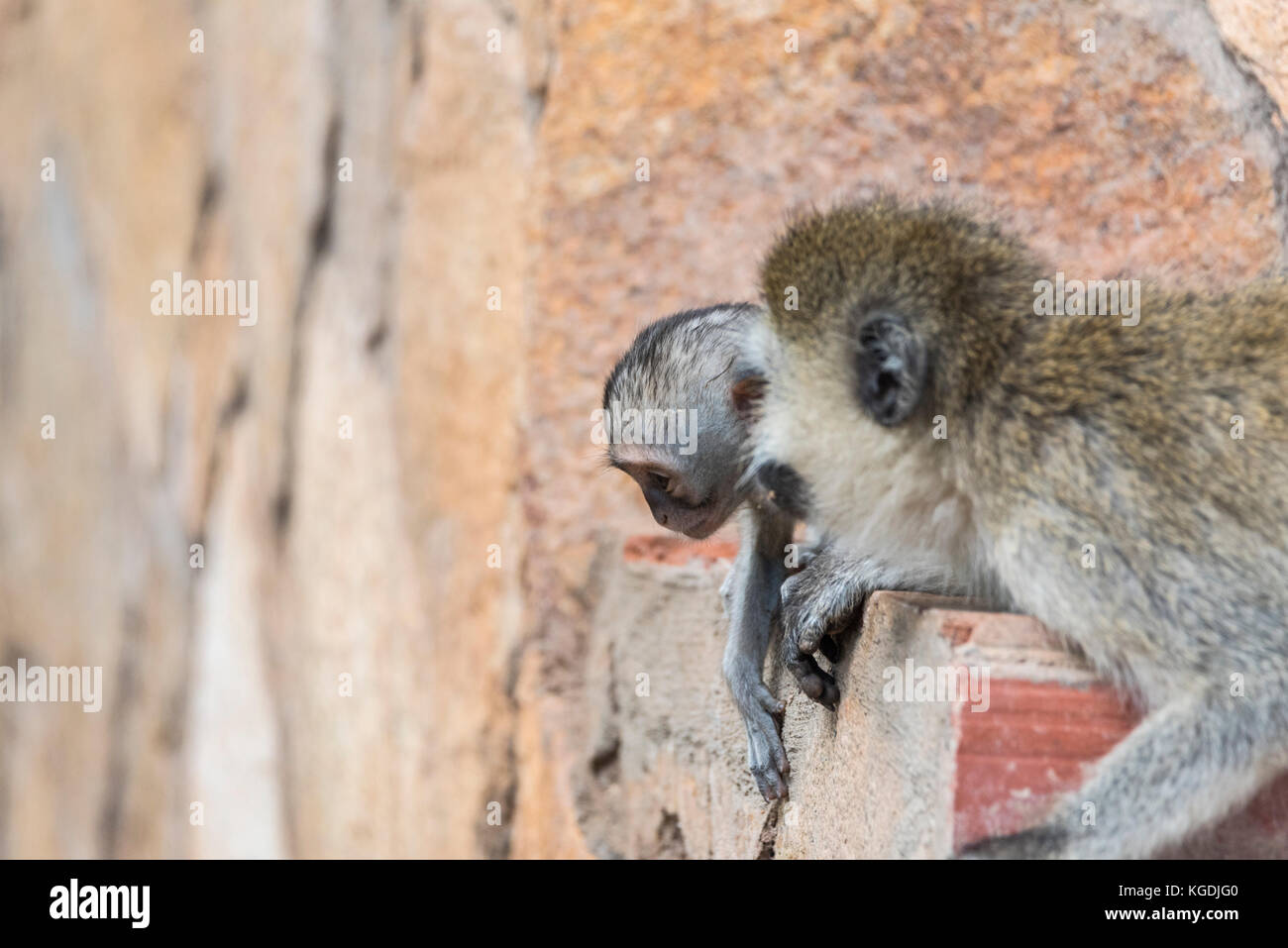 Baby Vervet Monkey (Cercopithecus aethiops) Foto Stock