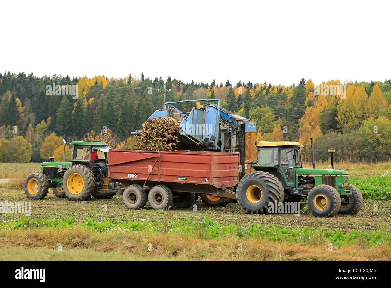 SALO, Finlandia - 4 ottobre 2015: Unnamed agricoltore scarica la barbabietola da zucchero su John Deere 3040 del rimorchio del trattore. In Finlandia, il raccolto di barbabietole da zucchero inizia Foto Stock