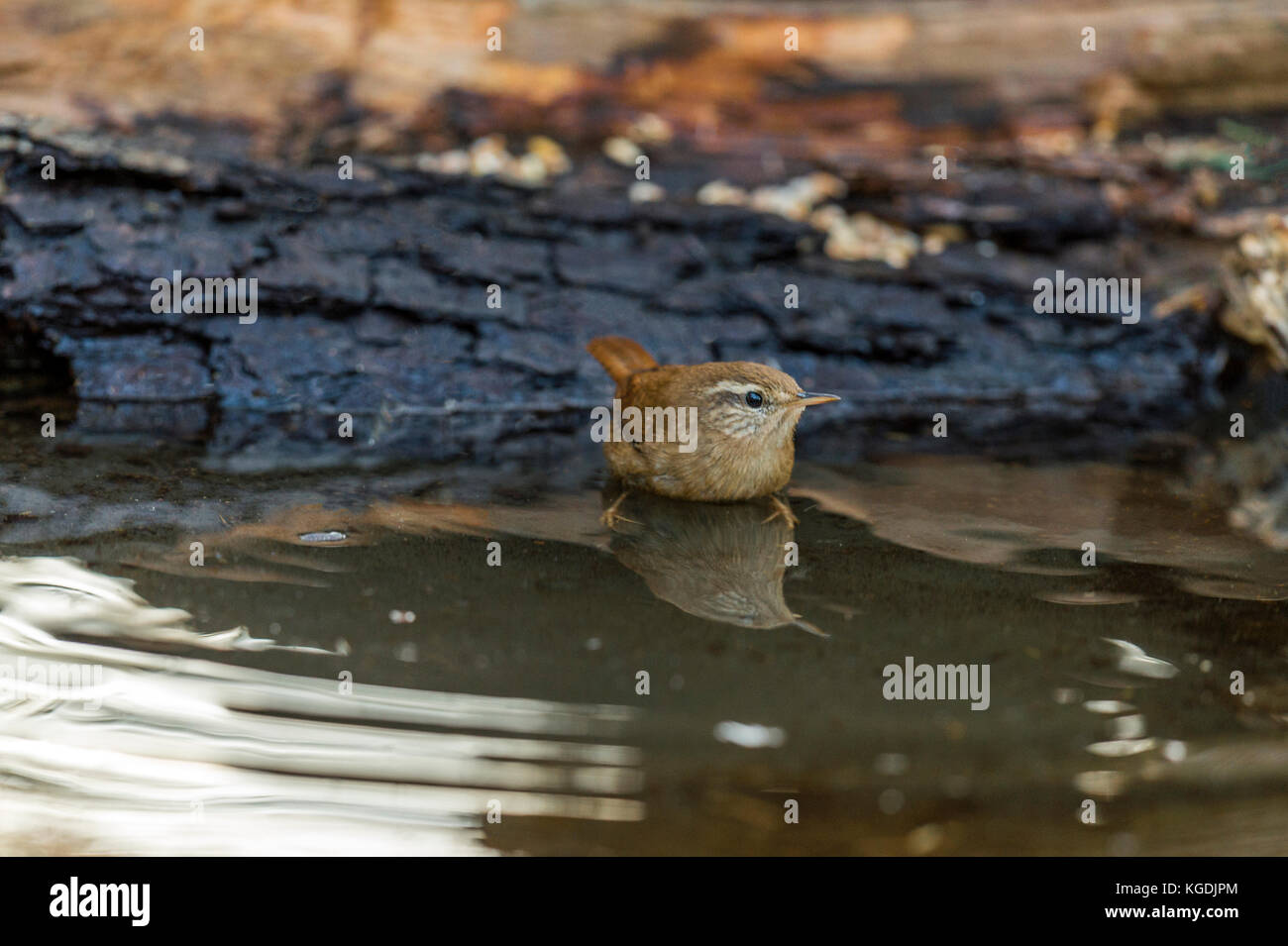 British Wildlife in habitat naturali. Il nostro tesoro nazionale una bella Wren raffigurato foraggio e balneazione in antichi boschi a fine serata d'autunno. Foto Stock