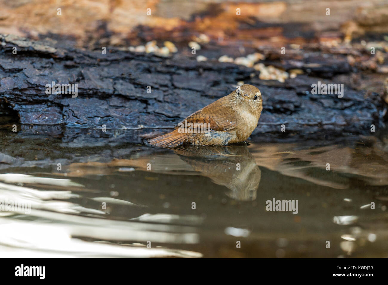 British Wildlife in habitat naturali. Il nostro tesoro nazionale una bella Wren raffigurato foraggio e balneazione in antichi boschi a fine serata d'autunno. Foto Stock