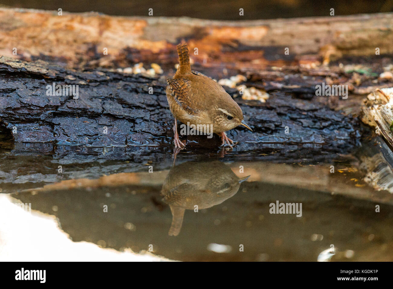 British wildlife in habitat naturale. il nostro tesoro nazionale una bella wren raffigurato foraggio e balneazione in antichi boschi a fine serata d'autunno. Foto Stock