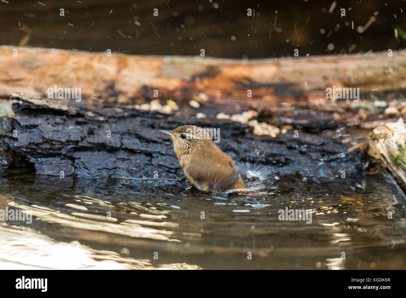 British wildlife in habitat naturale. il nostro tesoro nazionale una bella wren raffigurato foraggio e balneazione in antichi boschi a fine serata d'autunno. Foto Stock