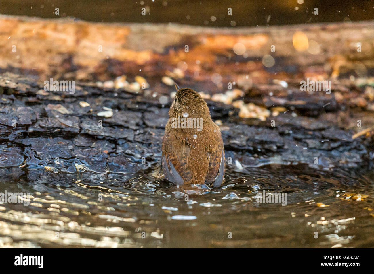 British wildlife in habitat naturale. il nostro tesoro nazionale una bella wren raffigurato foraggio e balneazione in antichi boschi a fine serata d'autunno. Foto Stock