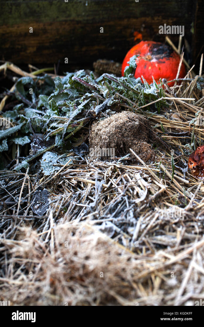 Il compost con materiale organico, rifiuti biodegradabili - ecologia in famiglia Foto Stock