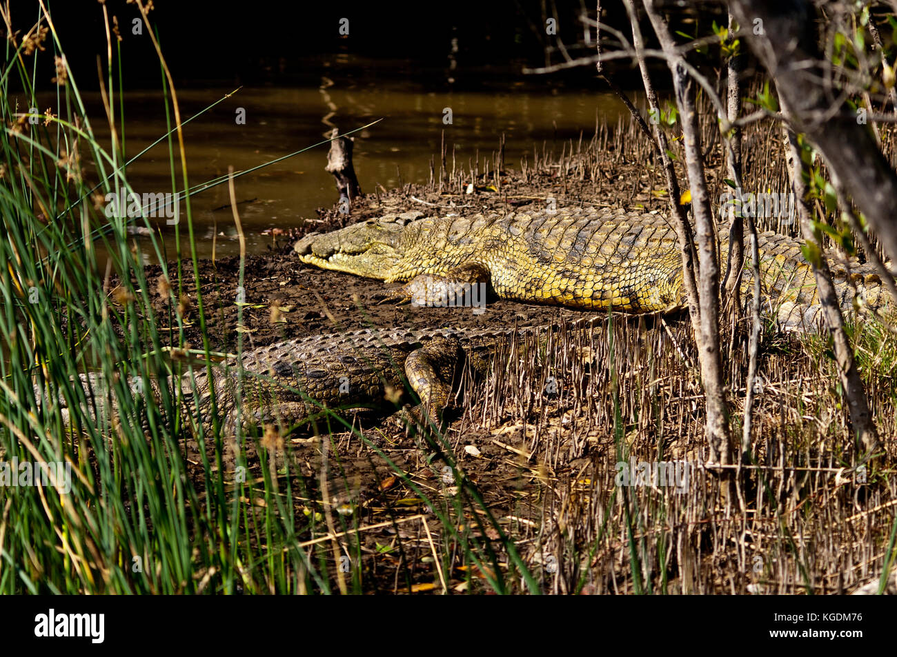 Coccodrilli del Nilo (Crocodylus niloticus) in appoggio su di una banca in st. lucia estuary, sud africa. Foto Stock