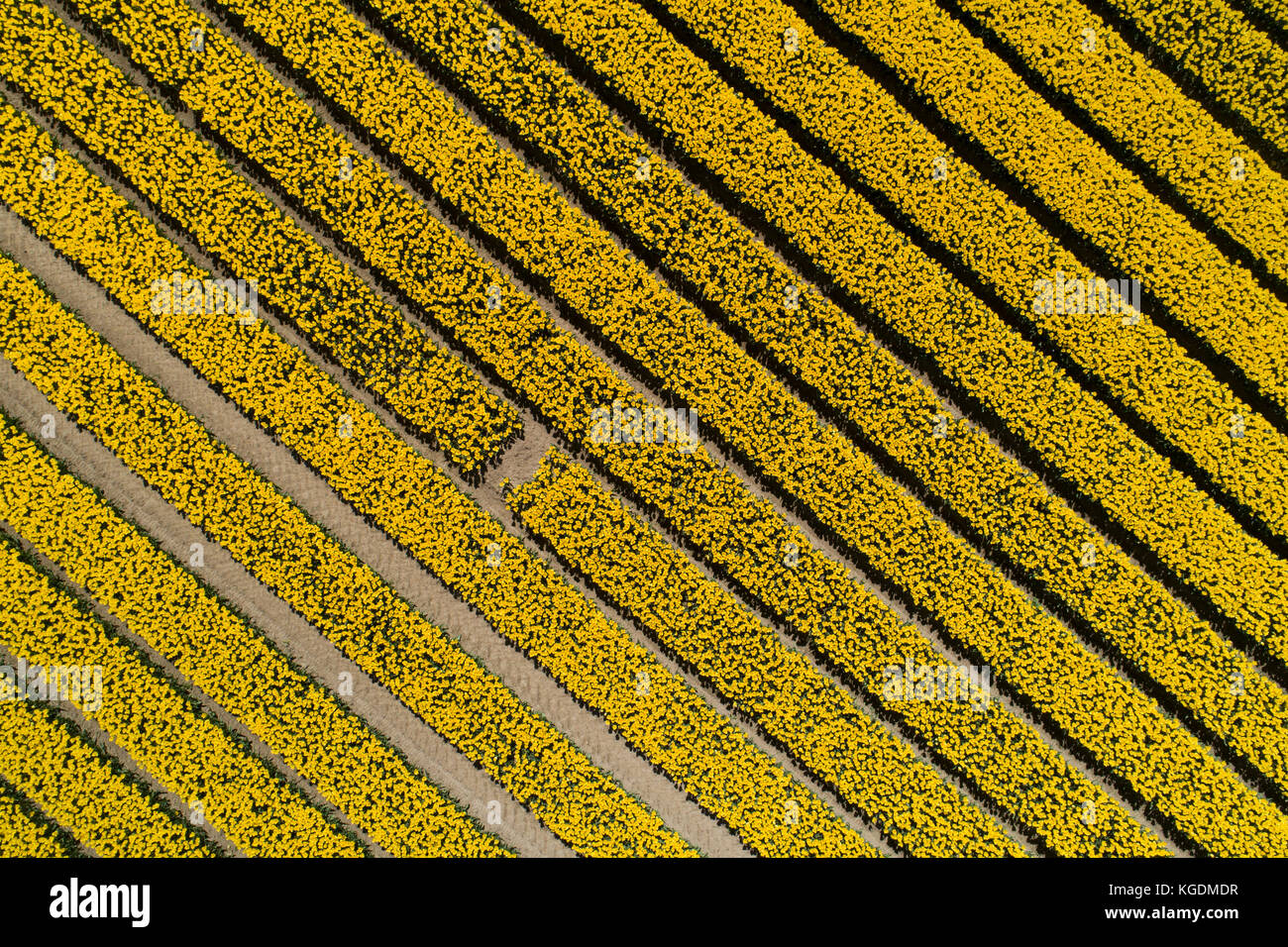 Coloratissimi campi di tulipani, edendale, southland, South Island, in Nuova Zelanda - antenna fuco Foto Stock