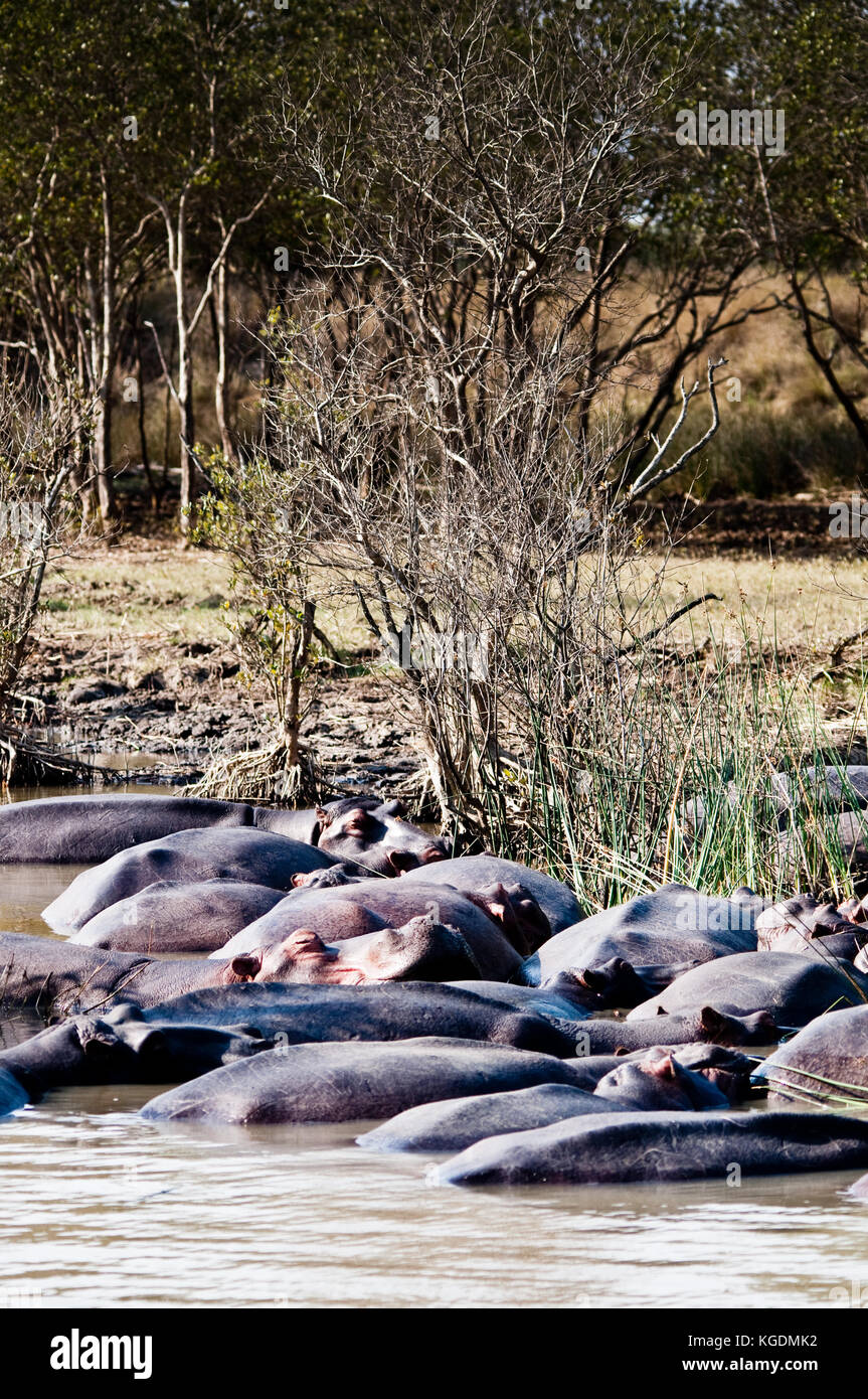 Famiglie di ippopotamo (ippopotamo anfibi) resto in st. lucia estuary in Sud Africa. Foto Stock