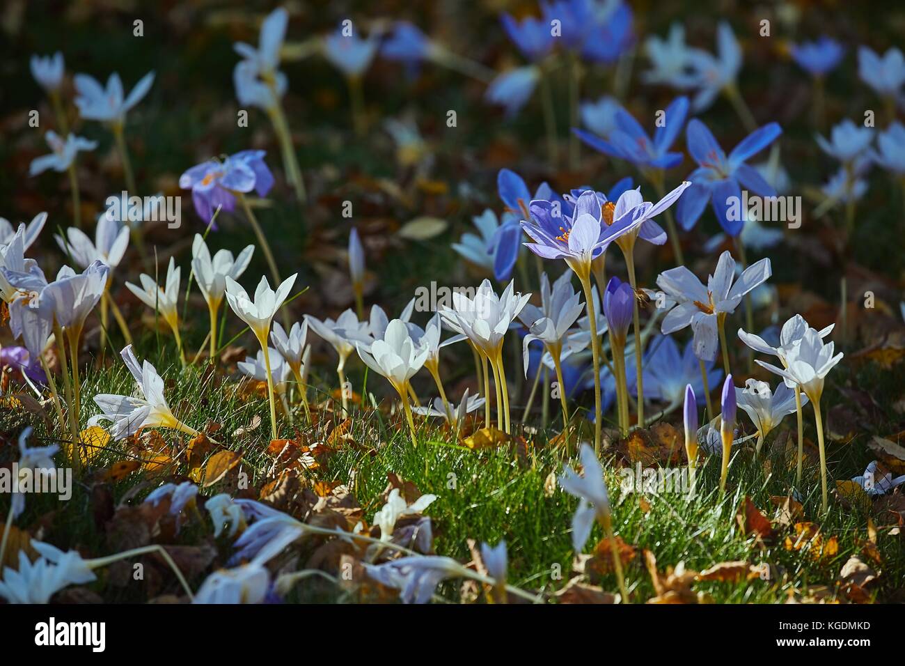 Fiori in breeze Foto Stock