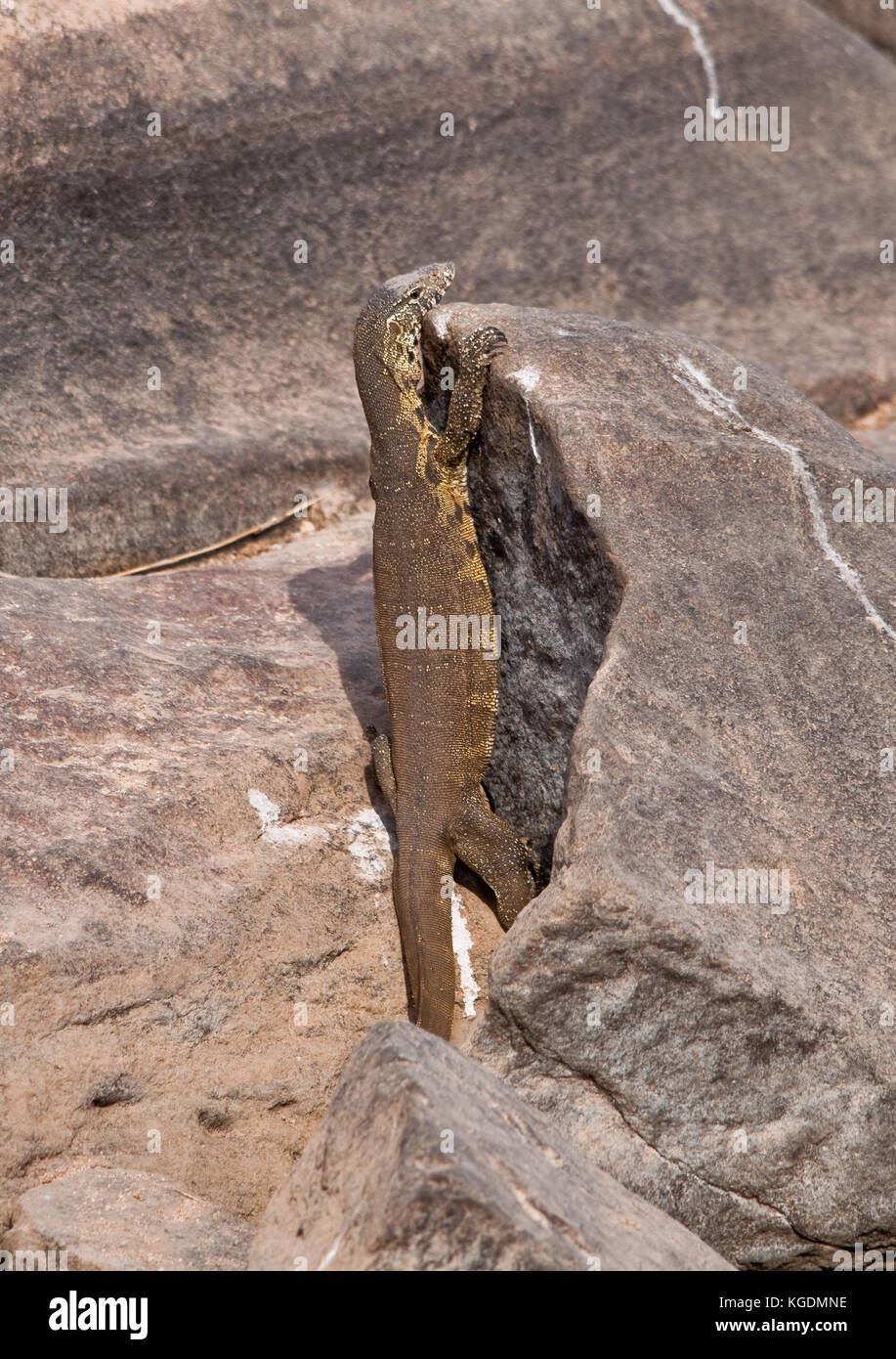 Un monitor lizard si crogiola su una roccia nel parco nazionale di Kruger, sud africa. Foto Stock