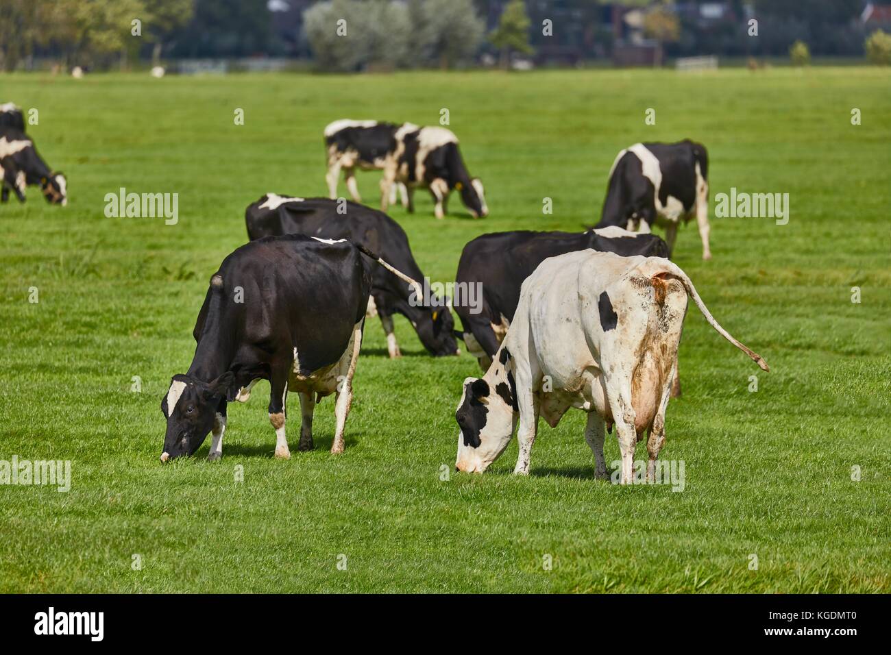 Mucche in una fattoria Foto Stock