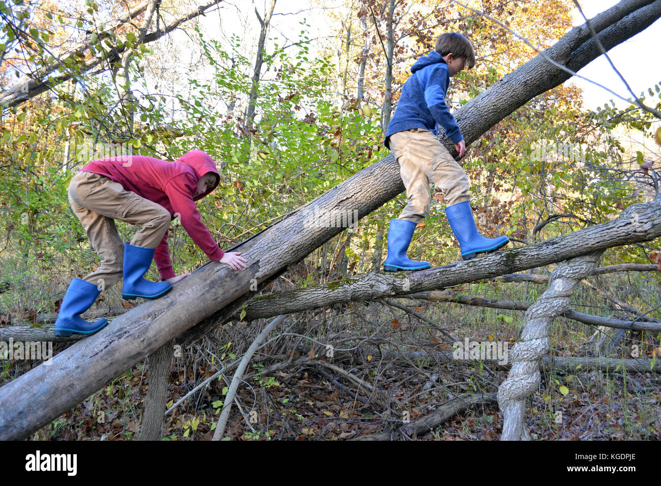 Due giovani ragazzi arrampicarsi sugli alberi Foto Stock