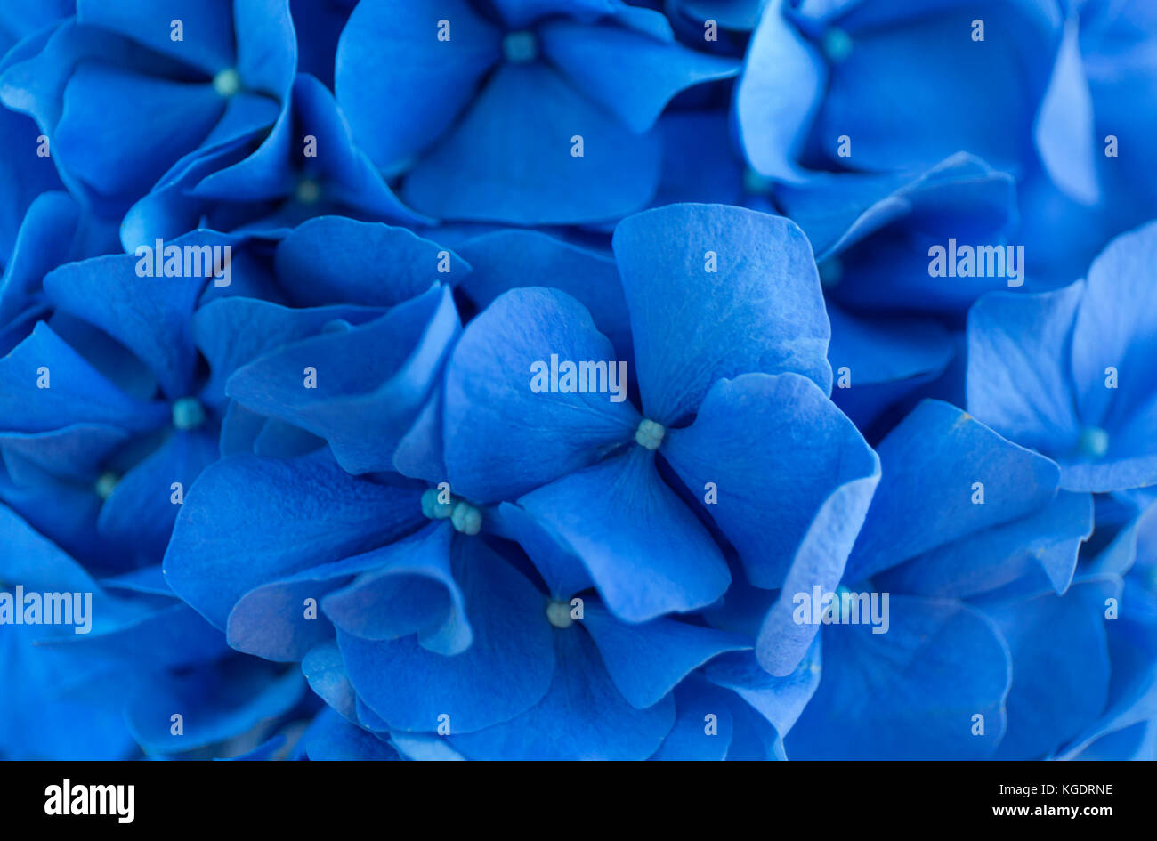 Ortensie blu sullo sfondo. hortensia fiori superficie. foto macro. Foto Stock