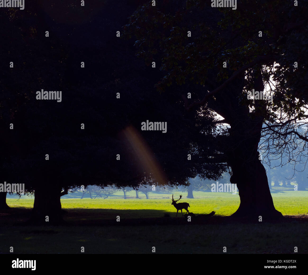 Daini Cervus dama silhouette Foto Stock