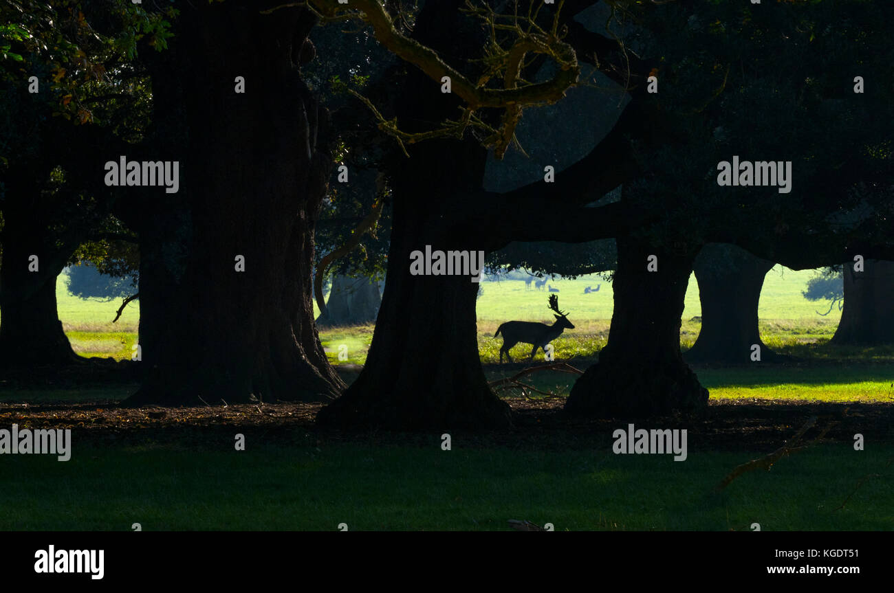 Daini Cervus dama silhouette Foto Stock