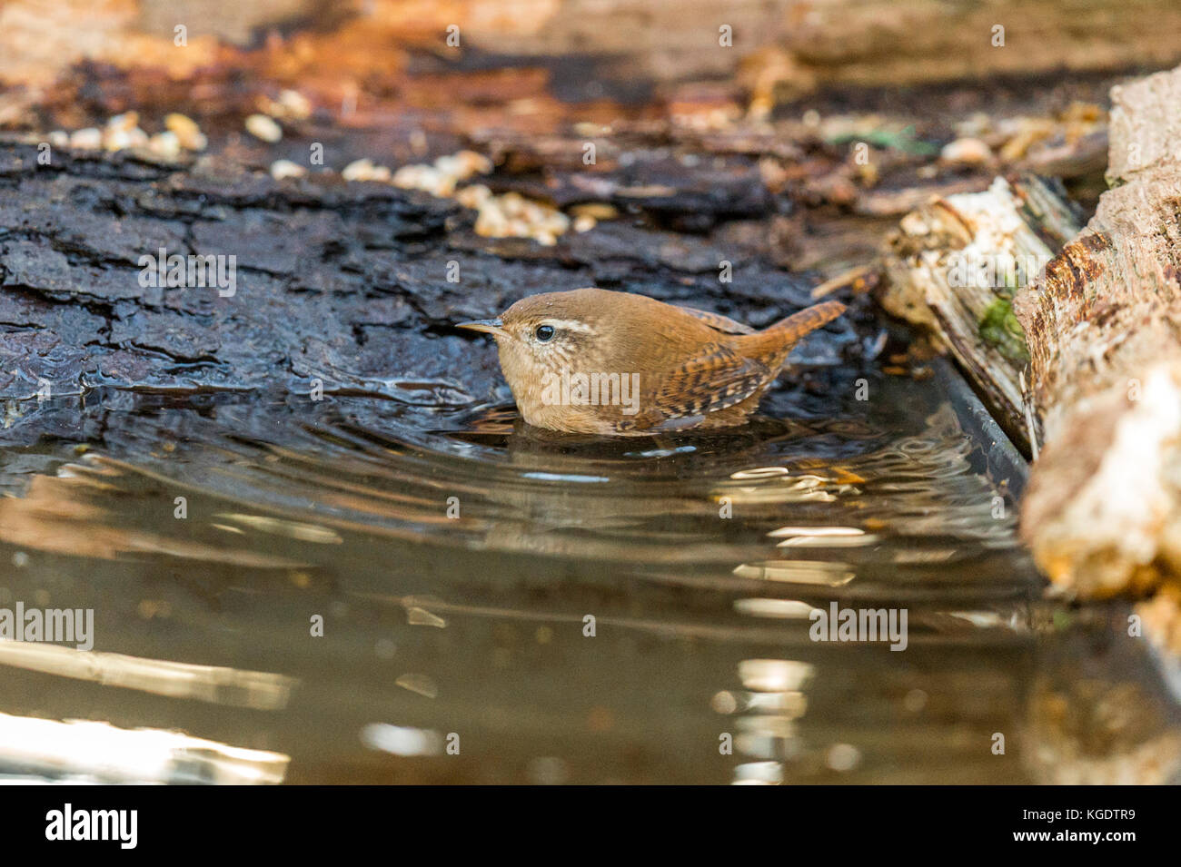 British wildlife in habitat naturale. il nostro tesoro nazionale una bella wren raffigurato foraggio e balneazione in antichi boschi a fine serata d'autunno. Foto Stock